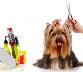 Grooming Courses